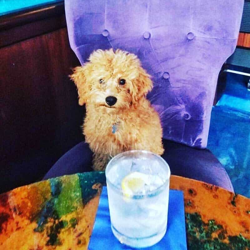 even dogs love our happy hour